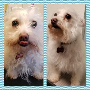 happy puppy dog grooming